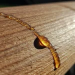 Wyciek żywicy z drewna – sprawdzone i skuteczne metody, jak go zatrzymać